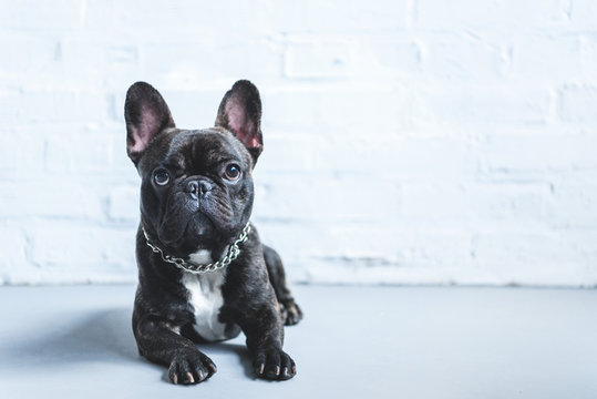 Cute French Bulldog Lying On Floor And Looking Up