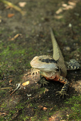 Eastern Water Dragon
