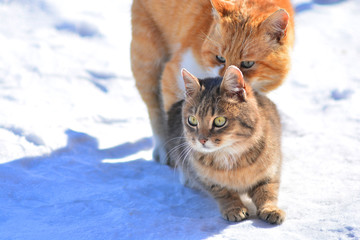 Beautiful cats play in love on a street snow. The love of a two cats.