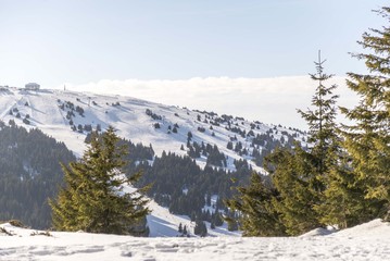 Fototapeta na wymiar snow mountain landscape with conifer trees