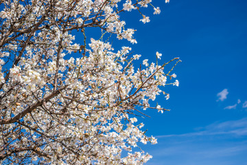 Almond blossom in early spring with blue sky in the background.