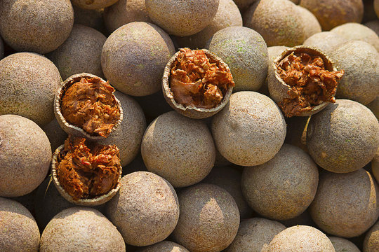 Wood apple, Limonia acidissima