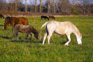 Obraz na płótnie Canvas Wild herd of free horses. Family horses - Mare and foal. 