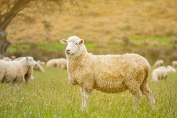 Cute sheep portrait, staring at a photographer, grazing in a green farm in New Zealand