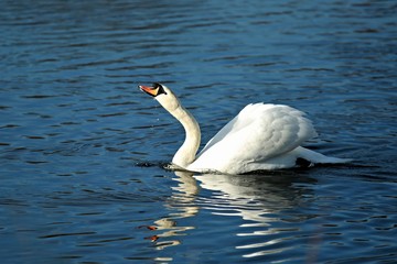 Elegant and beautiful white mute swan with orange beak swimming in blue river and drinking water on a sunny winter day with reflection of itself