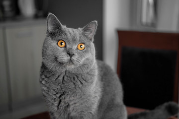 beautiful British gray cat, close-up portrait, Gray background, large yellow eyes