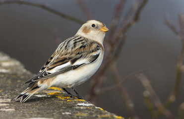 Snow Bunting