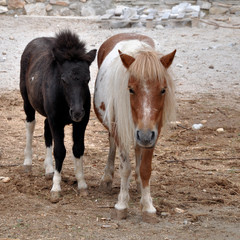 Obraz na płótnie Canvas black and brown white pony in the cage.
