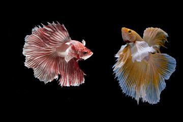 Multi colour siamese fighting fish,fighting fish,Betta splendens,on black background.