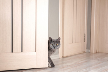 cat peeks around the corner, beautiful gray british cat with yellow eyes,  funny fat cat, cat looks...