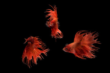 Close up the movement Betta fish, siamese fighting fish, betta splendens on isolate background...