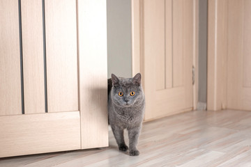 cat peeks around the corner, beautiful gray british cat with yellow eyes,  funny fat cat, cat looks out from behind the door