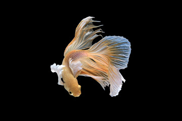 Movement of fighting fish,Betta fish isolated on black background,Fancy Color of Siamese Betta Fish type of Big ear Betta on Black Background,Thailand betta splendens Regan