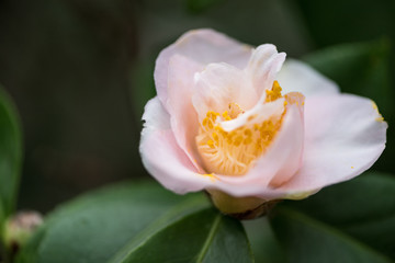 Fototapeta na wymiar close-up view of beautiful tender blooming pink flower