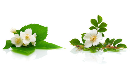 flowers of jasmine and dogrose on a white background. horizontal photo.