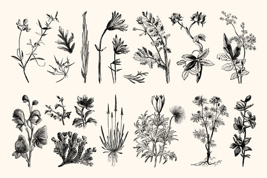 Vintage Floral Line Art - Early 1800s Botanical Illustrations