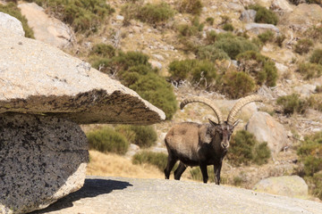 Wild goat in Gredos mountain spain