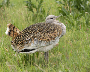 Great Bustard