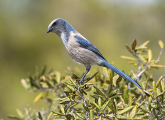 Scrub Jay