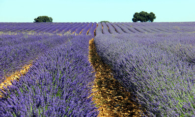 Campos de lavanda