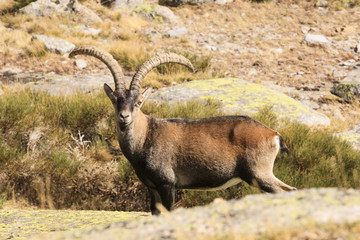 Wild goat in Gredos mountain spain
