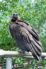 The brown neck of the hawk family watches its victim sitting on a branch. Griffon vulture (Gyps fulvus) sitting on a branch in its habitat