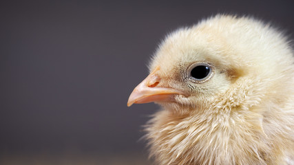 Portrait of a newborn yellow chicken