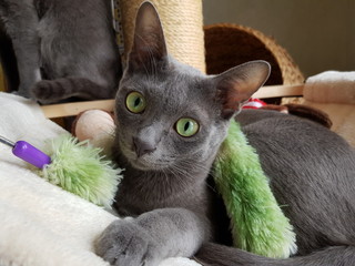 Le korat, chat de race thaïlandaise