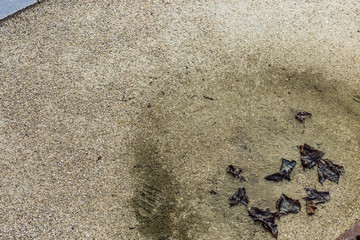 Wilted  and soaked leaves in a puddle
