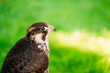 Peregrine Falcon - Falco Peregrinus, Also Known As The Peregrine