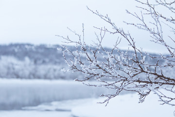 Fototapeta na wymiar Beautiful frozen river with a trees on a bank. White winter landscape of central Norway. Light scenery.