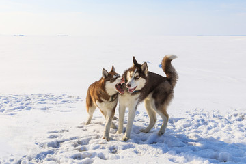 Two sled dogs are playing on the frozen bay in winter