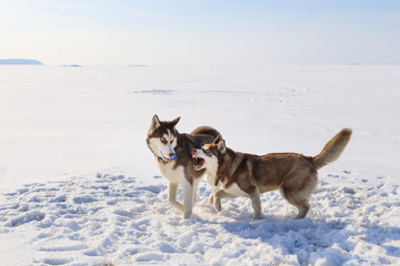 Two sled dogs are playing on the frozen bay in winter