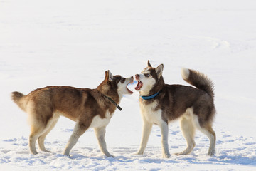 Two sled dogs are playing on the frozen bay in winter