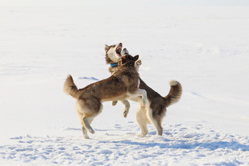Fototapeta na wymiar Two sled dogs are playing on the frozen bay in winter