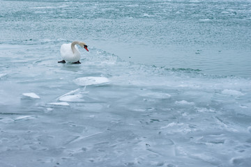Swan in the abandoned frozen lake Balaton. Extreme weather in Hungary in March 2018.