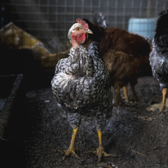 Funny hen among white chicken in the dirty poultry yard after the rain.