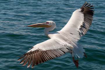 Rosapelikane an der Küste von Swakopmund in namibia