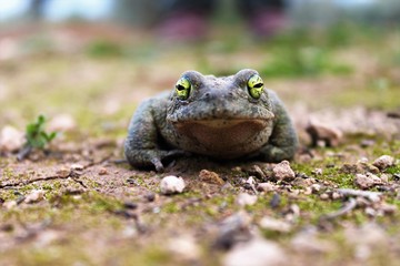 kreuzkröte mit grellen, herausstechenden augen am boden sitzend/ blick auf ein dich anblickendes amphieb/kröte mit waagerechter pupille in gelben auge