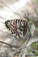 osterluzeifalter mit zusammen geklappten flügeln auf einem blatt sitzend/fein schwarz weiß rot gemusterter schmetterling, wunder der natur/Falter im frühling, insekt in nahaufnahme