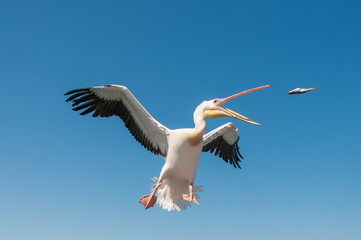 Rosapelikane an der Küste von Swakopmund in namibia