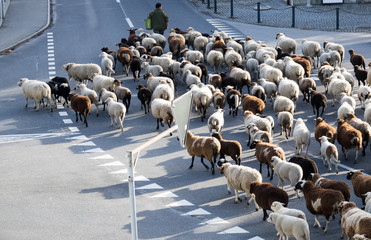Fototapeta premium shepherd and large flock of sheep stop traffic in a small village in the Alps of Switzerland
