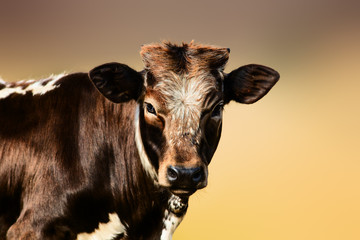 Young brown cow portrait. Unknown species.