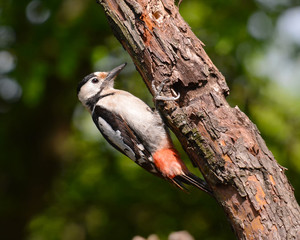 Syrian Woodpecker