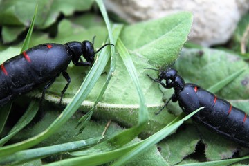 schwarz rote ölkäfer mit großem hinterleib am boden krabbelnd/käfer bei der nahrungsaufnahme, vor der paarung/giftige insekten in spanien, europa
