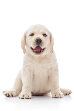 Labrador puppy isolated on white