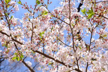 Beautiful cherry blossom sakura in spring time over blue sky at ueno park