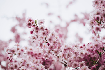 Soft focus Cherry Blossom or Sakura flower full boom on nature background with vintage tone