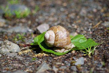 escargot dans la nature 