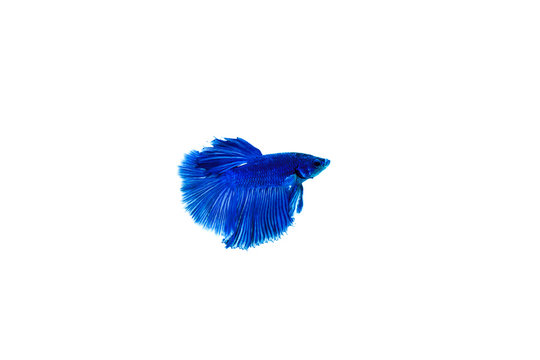 Halfmoon Betta Fish Thai Prakat On White Background